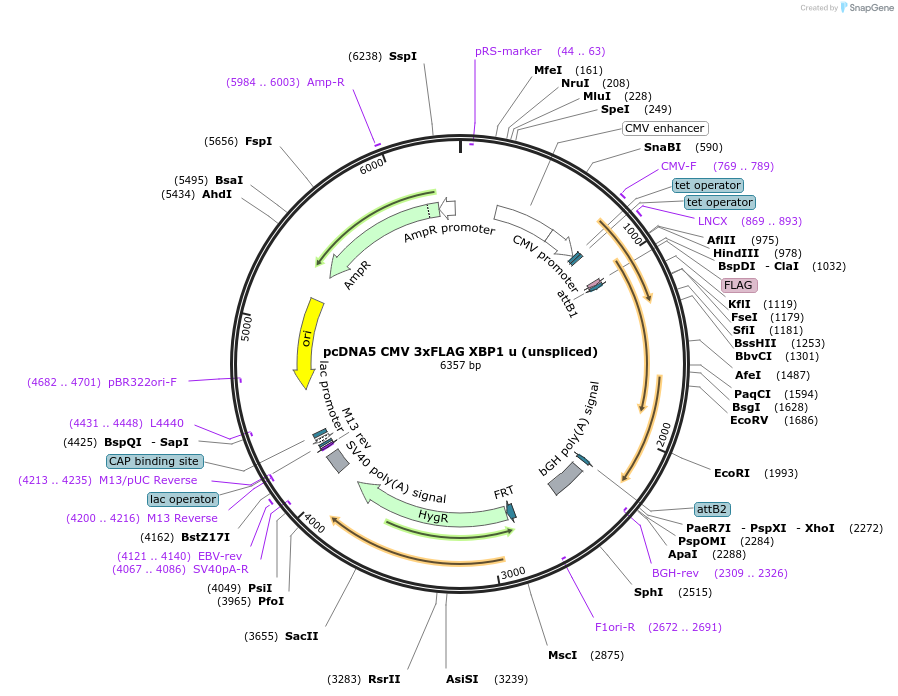 250301-plasmid-map-sequence-id-503299
