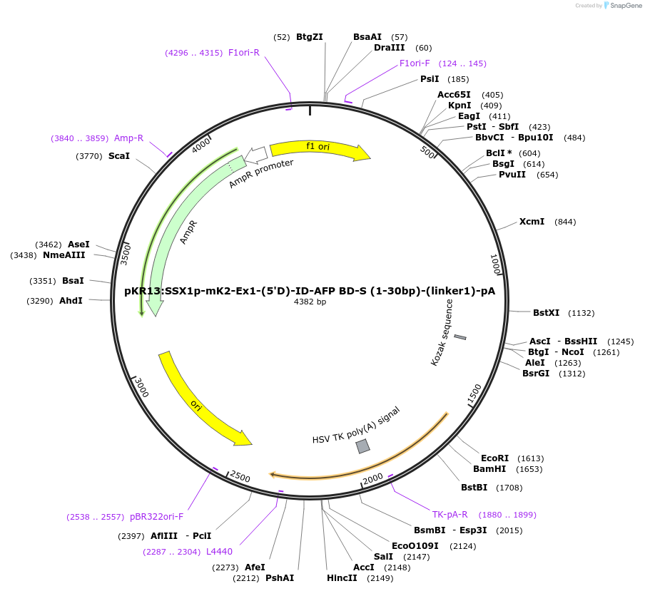 251271-plasmid-map-sequence-id-503348