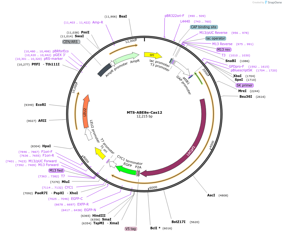 251966-plasmid-map-sequence-id-503381