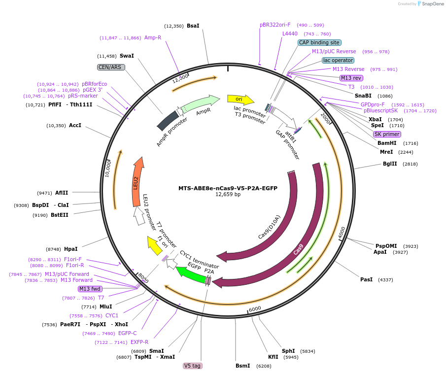 251964-plasmid-map-sequence-id-503383
