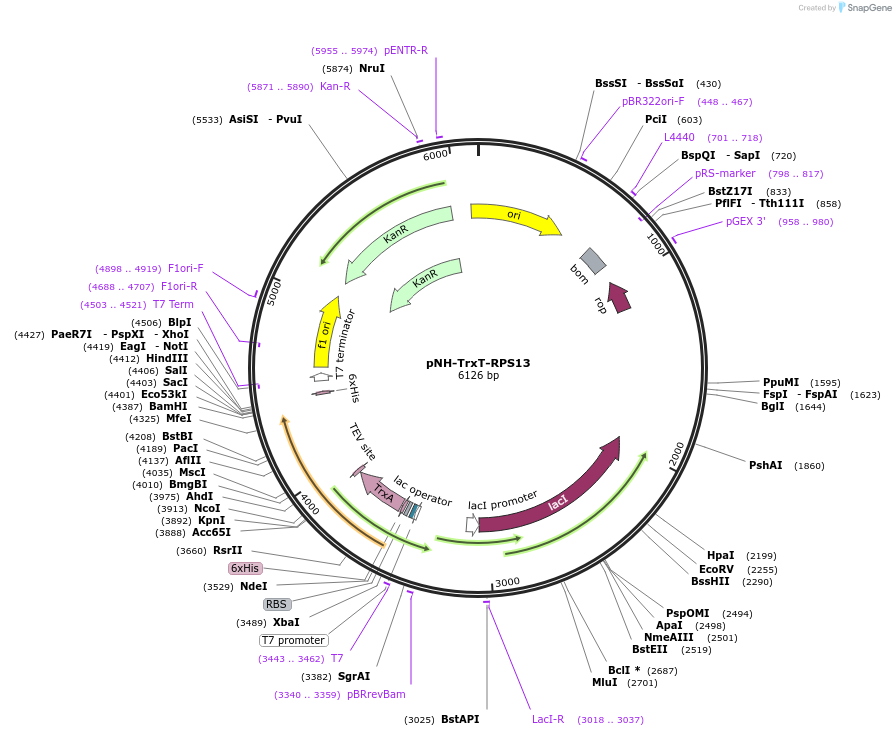 231493-plasmid-map-sequence-id-503395