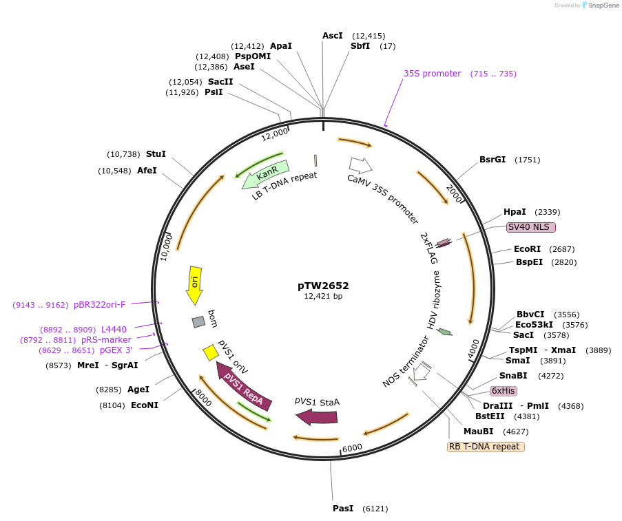 252582-plasmid-map-sequence-id-503403