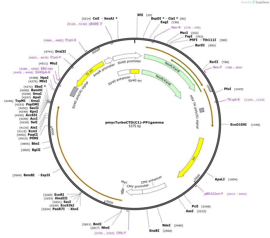 253064-plasmid-map-sequence-id-503407