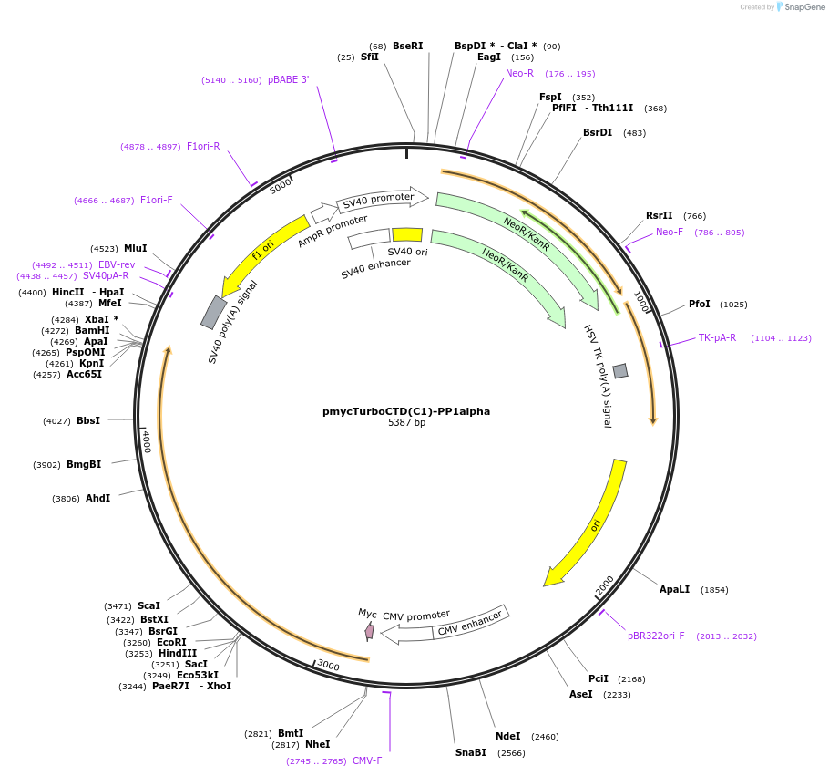 253062-plasmid-map-sequence-id-503408