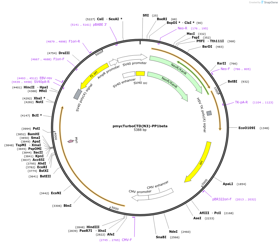 253063-plasmid-map-sequence-id-503409