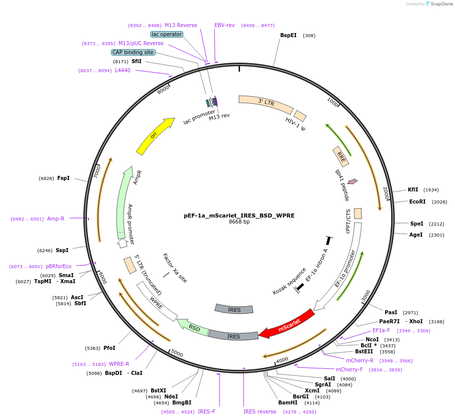 251222-plasmid-map-sequence-id-503414