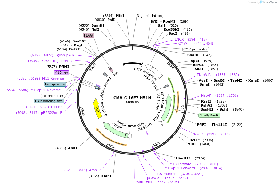 253279-plasmid-map-sequence-id-503417