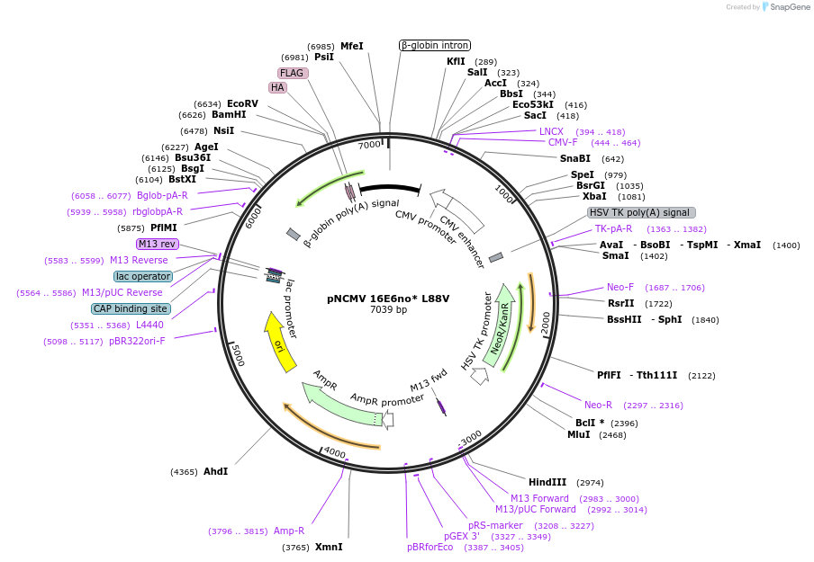 253268-plasmid-map-sequence-id-503425