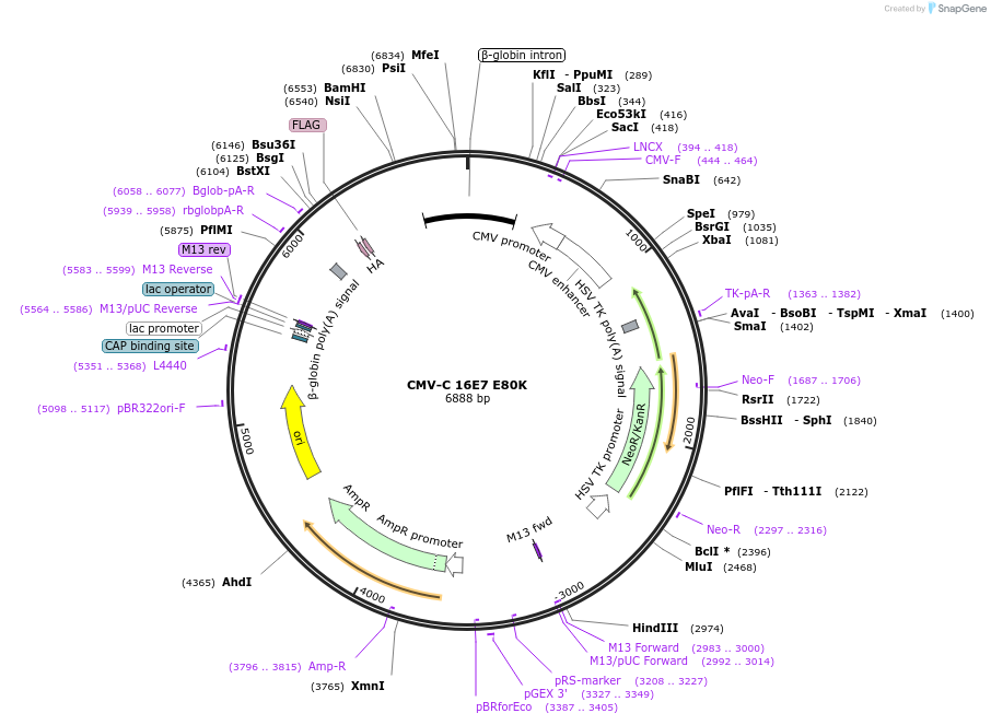 253281-plasmid-map-sequence-id-503435