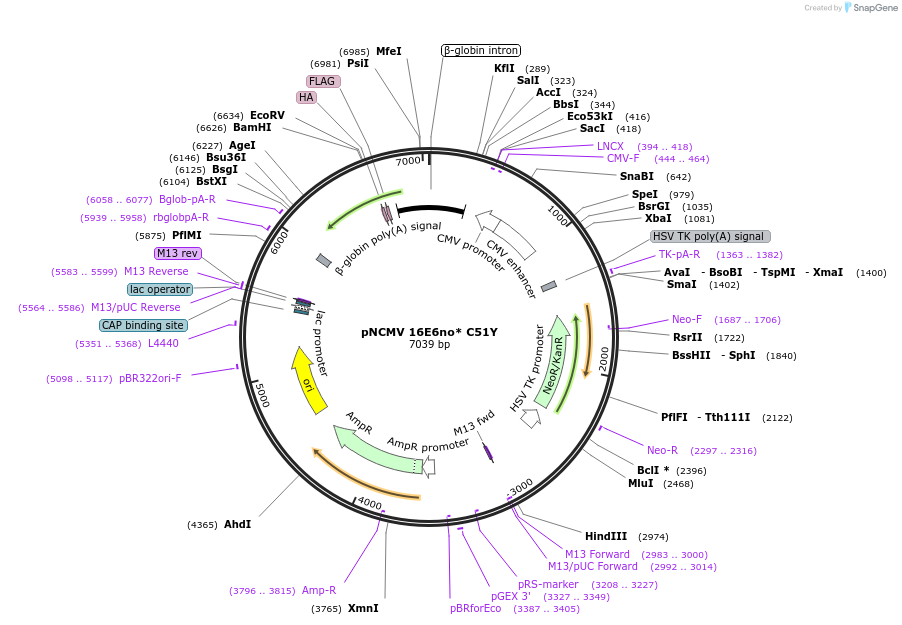 253266-plasmid-map-sequence-id-503437