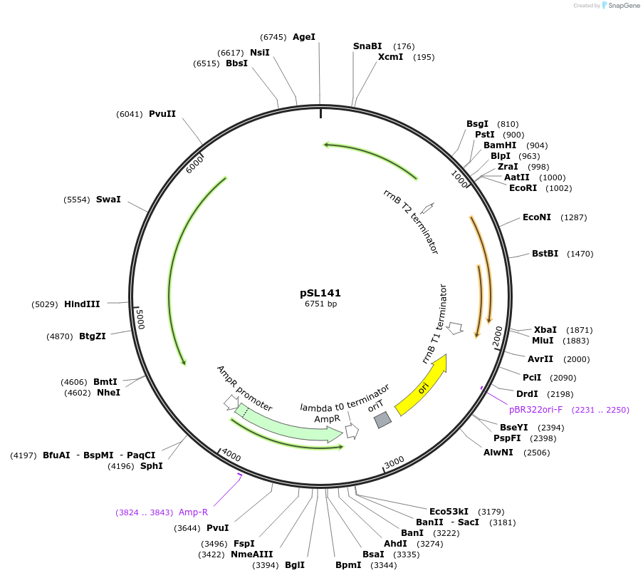 252930-plasmid-map-sequence-id-503445