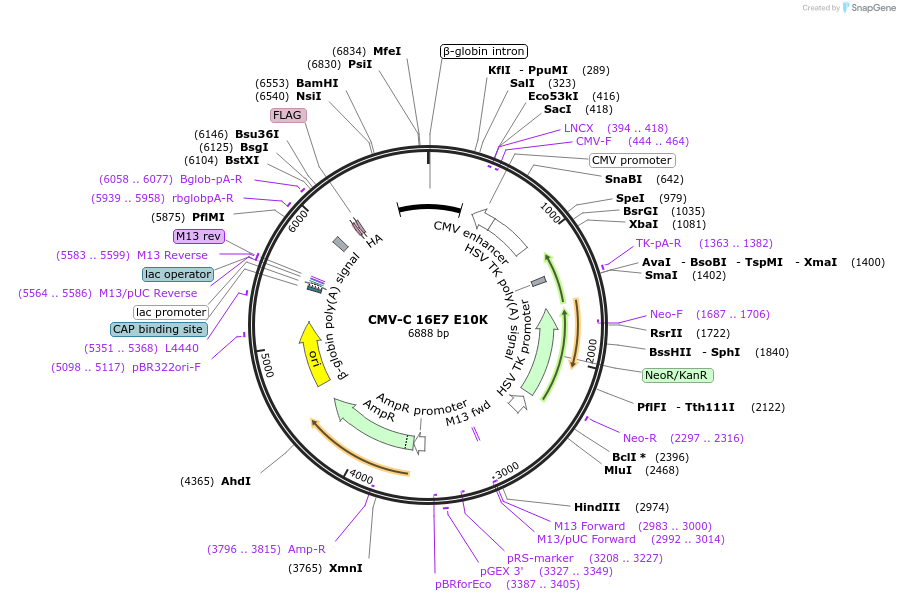 253275-plasmid-map-sequence-id-503451