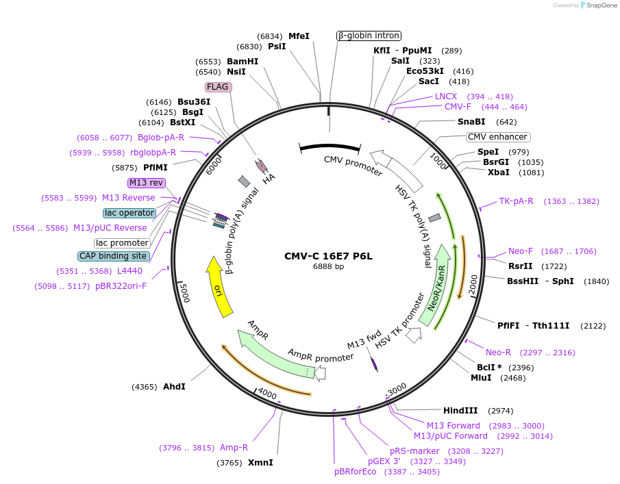 253273-plasmid-map-sequence-id-503453