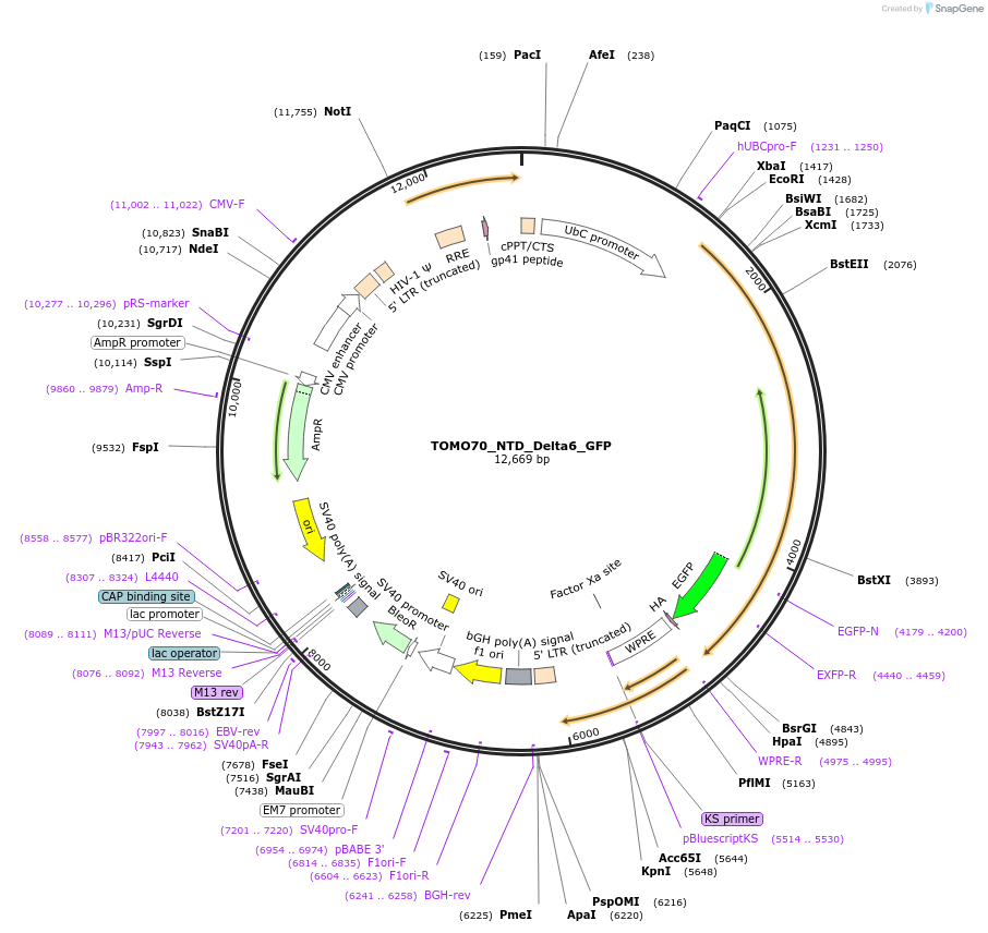 253341-plasmid-map-sequence-id-503455
