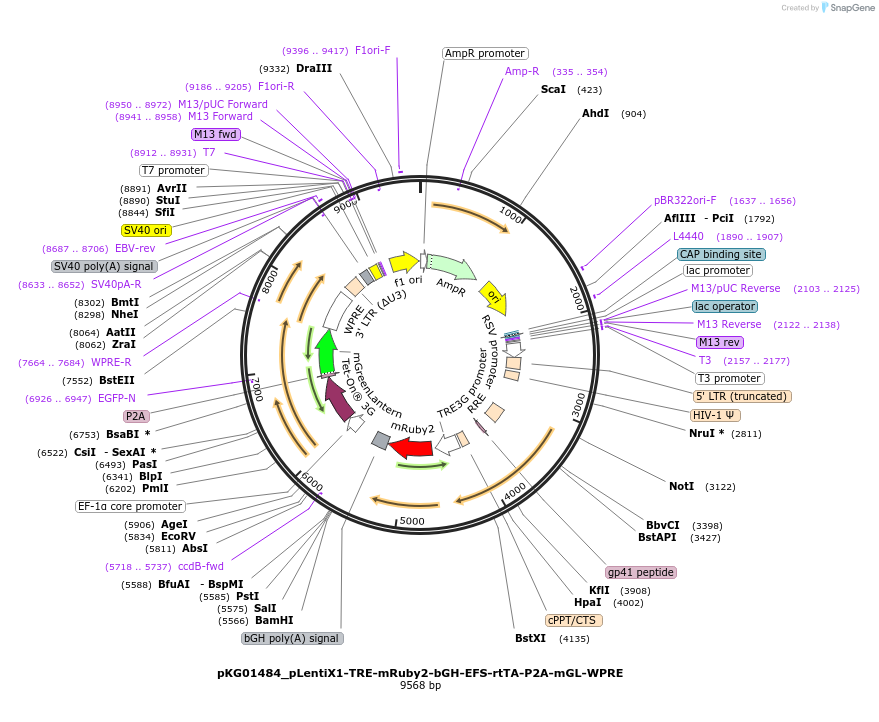 252554-plasmid-map-sequence-id-503456