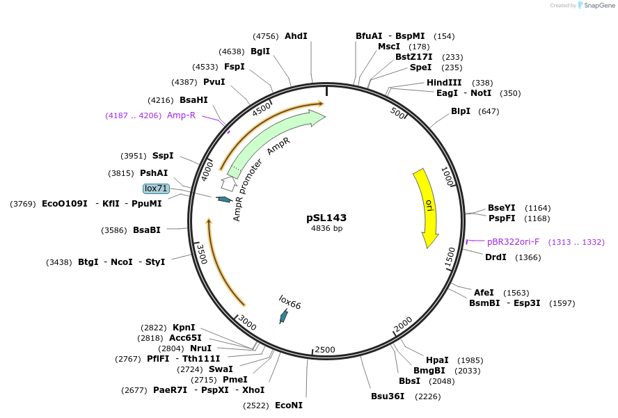 252946-plasmid-map-sequence-id-503459