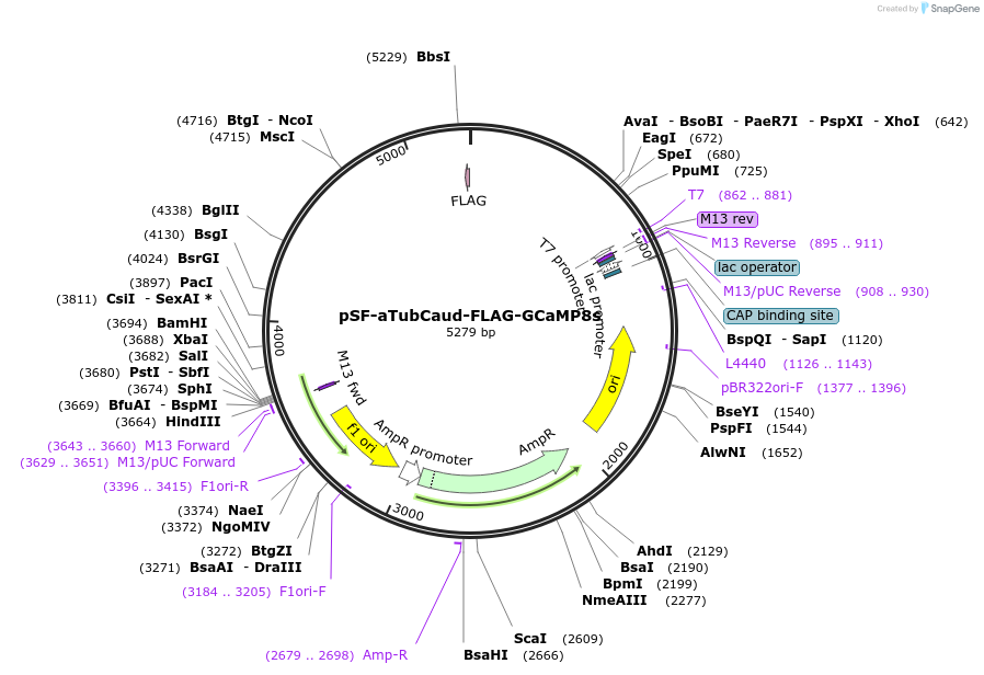 251708-plasmid-map-sequence-id-503464