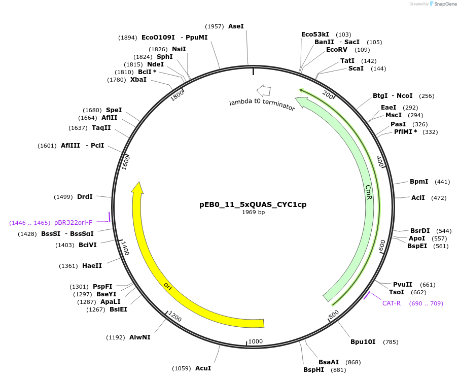 236215-plasmid-map-sequence-id-503470
