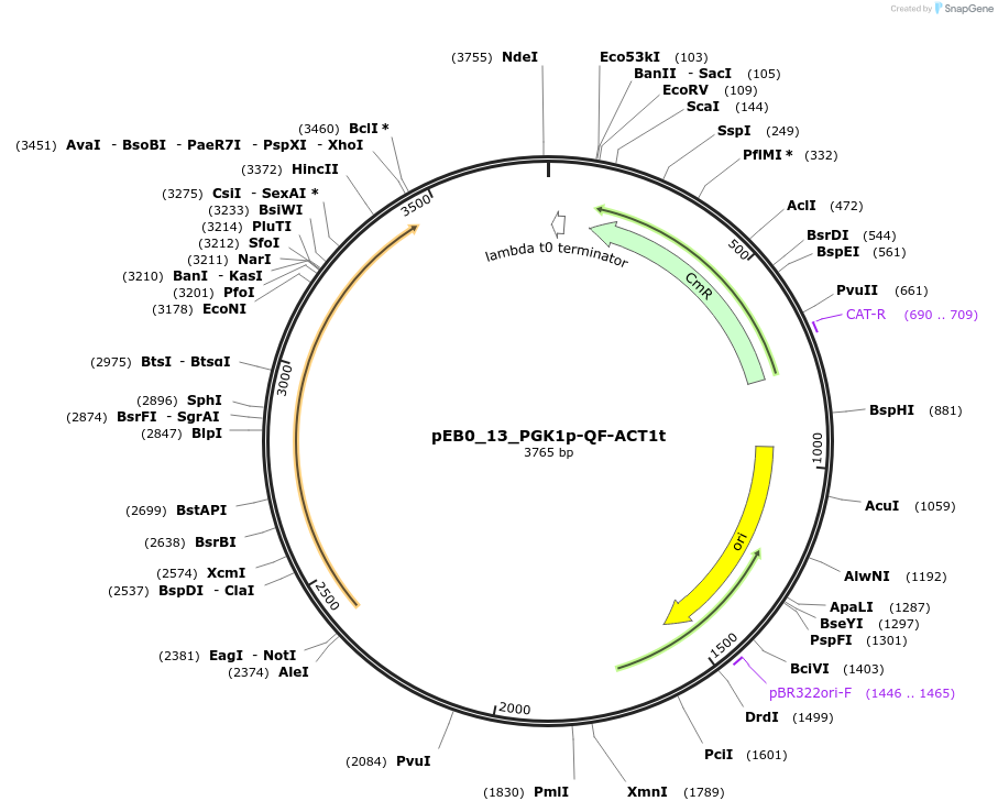 236216-plasmid-map-sequence-id-503471