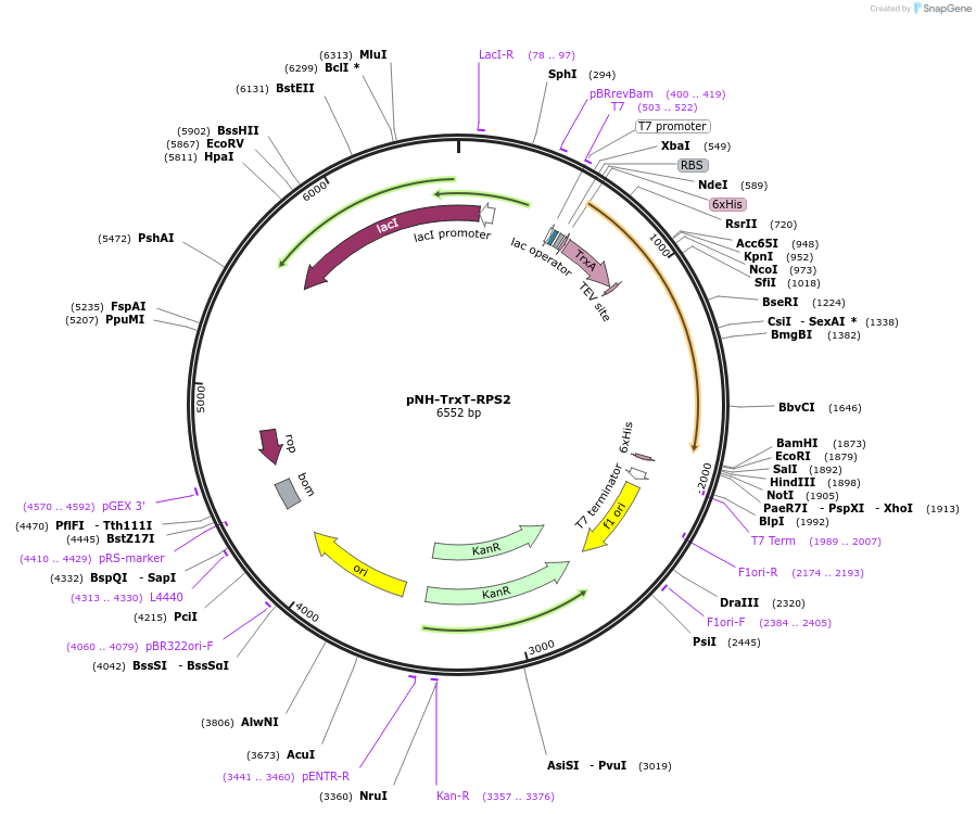 231489-plasmid-map-sequence-id-503484