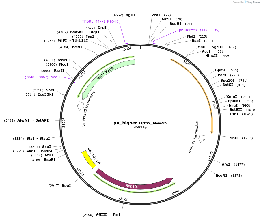 253258-plasmid-map-sequence-id-503487