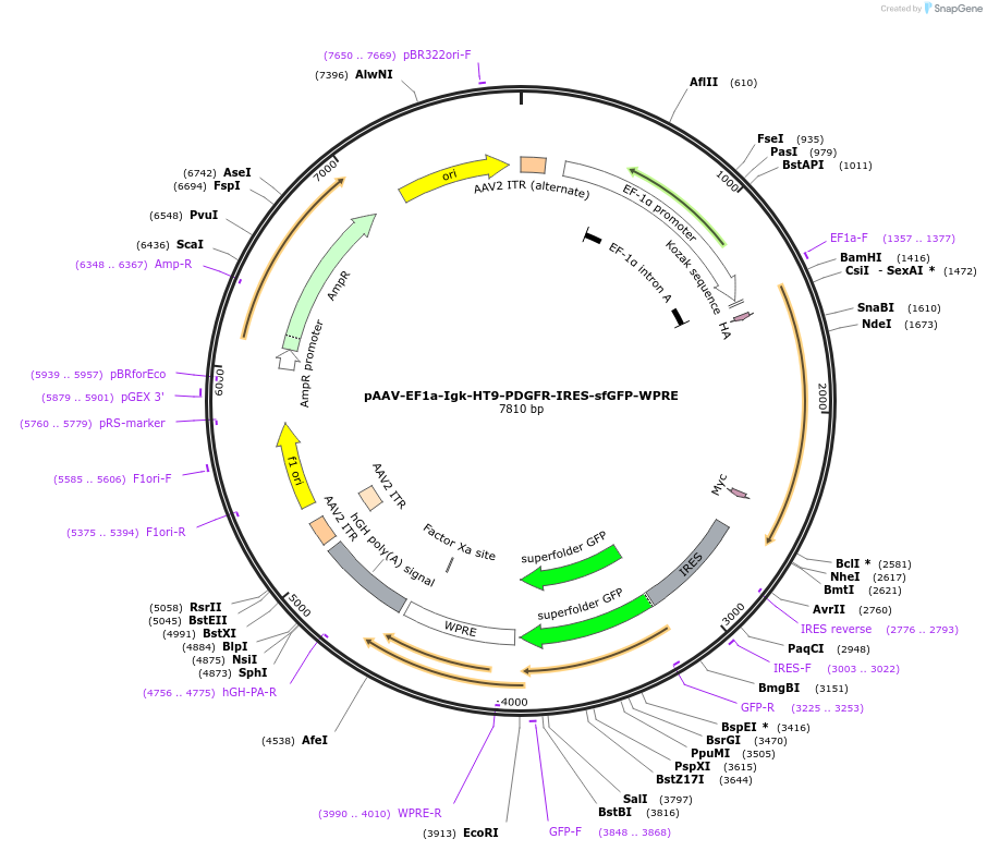 252088-plasmid-map-sequence-id-503493