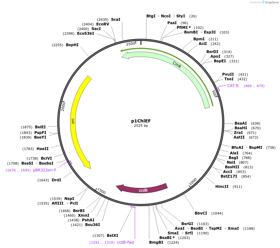 237277-plasmid-map-sequence-id-503495
