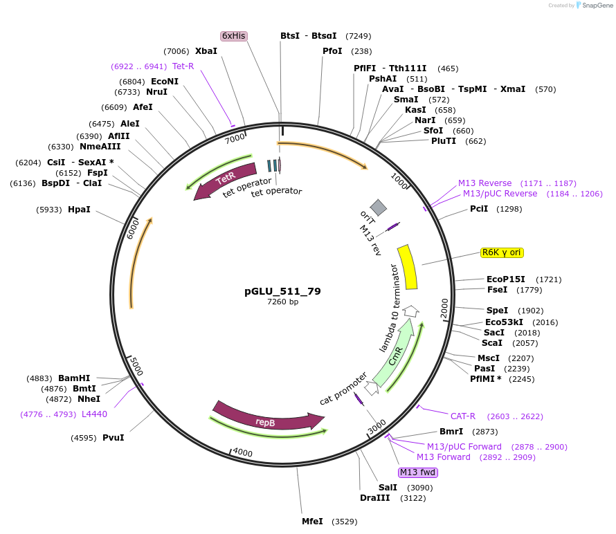 250499-plasmid-map-sequence-id-503496