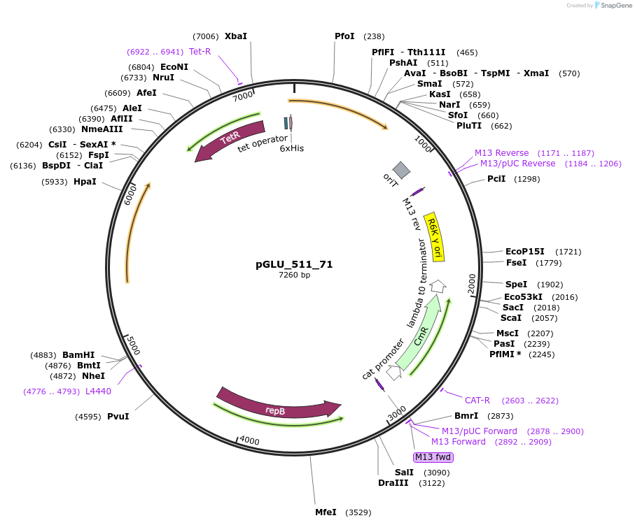 250500-plasmid-map-sequence-id-503497