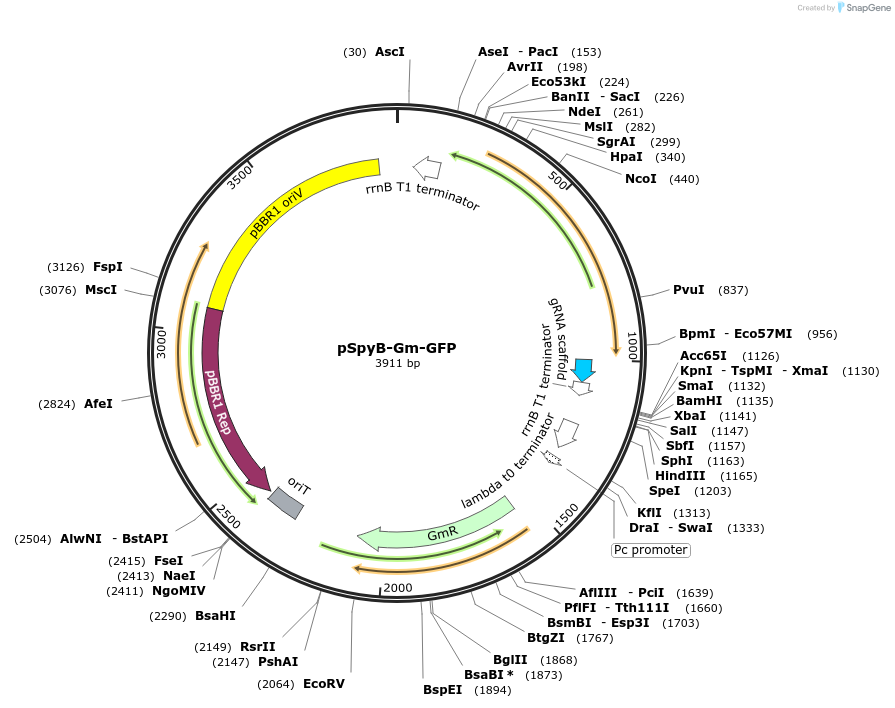 248698-plasmid-map-sequence-id-503499