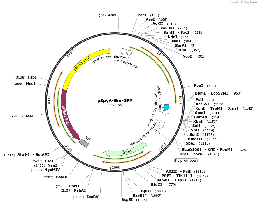 248697-plasmid-map-sequence-id-503500