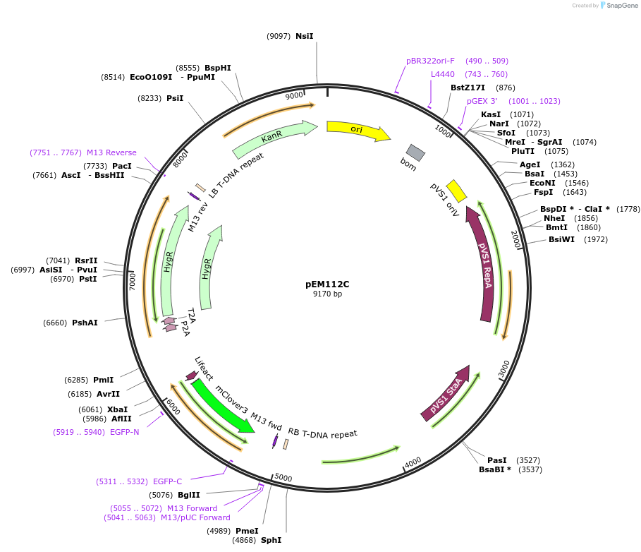 250587-plasmid-map-sequence-id-503501