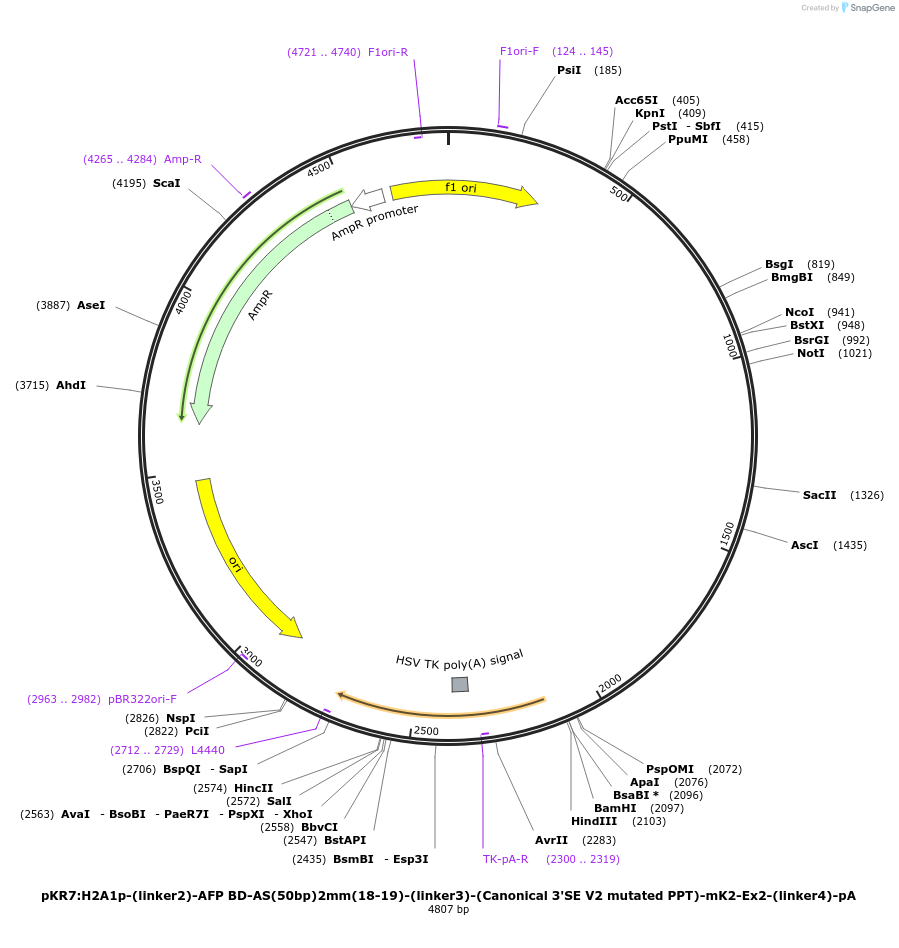 251267-plasmid-map-sequence-id-503519