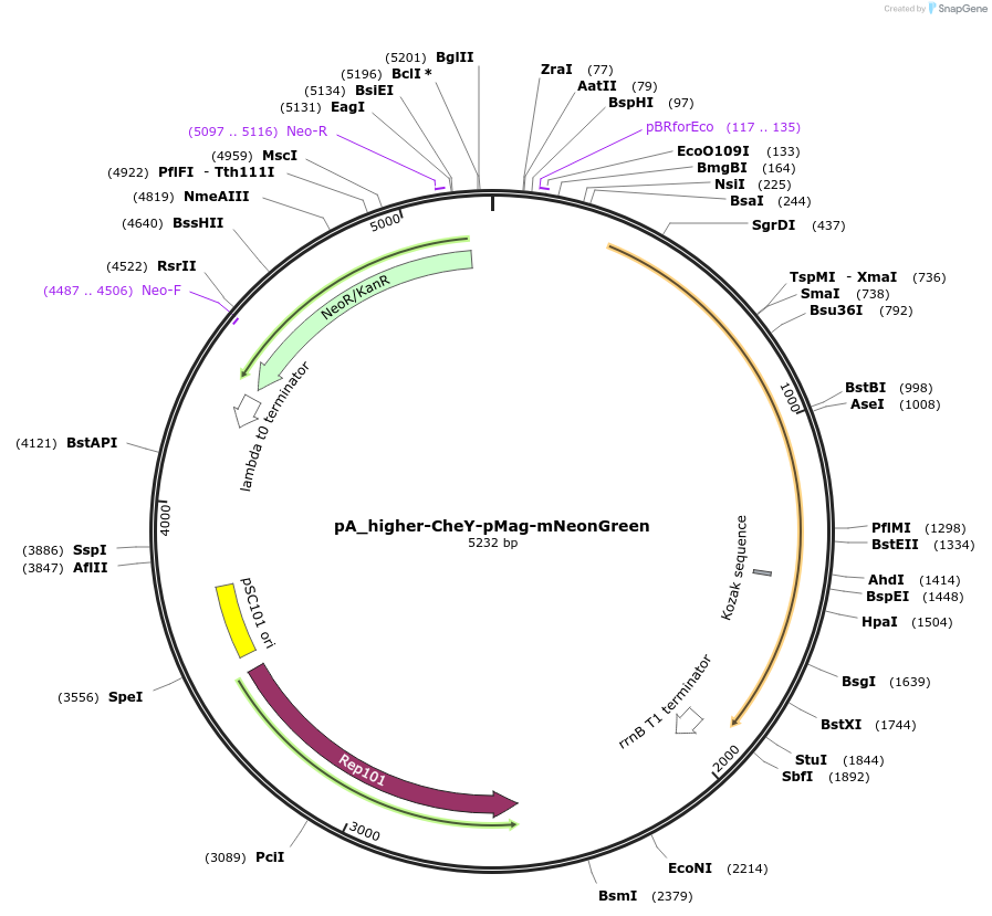253260-plasmid-map-sequence-id-503542