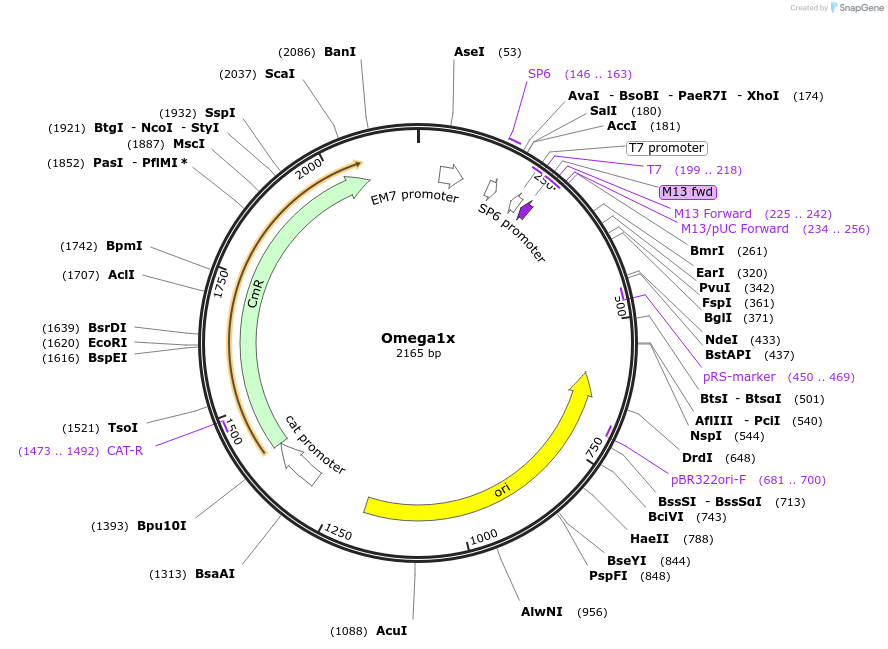 252571-plasmid-map-sequence-id-503556