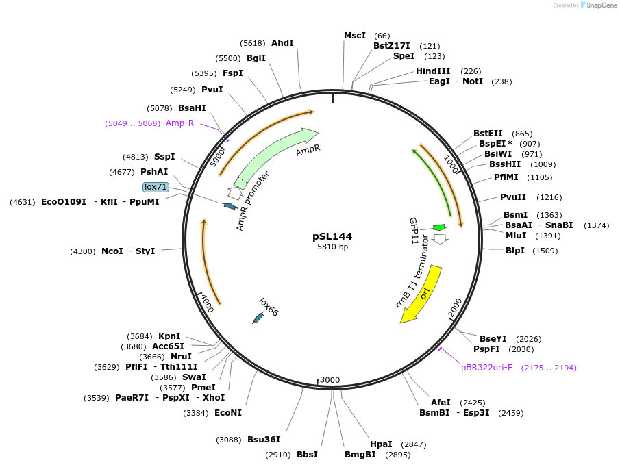 252945-plasmid-map-sequence-id-503645