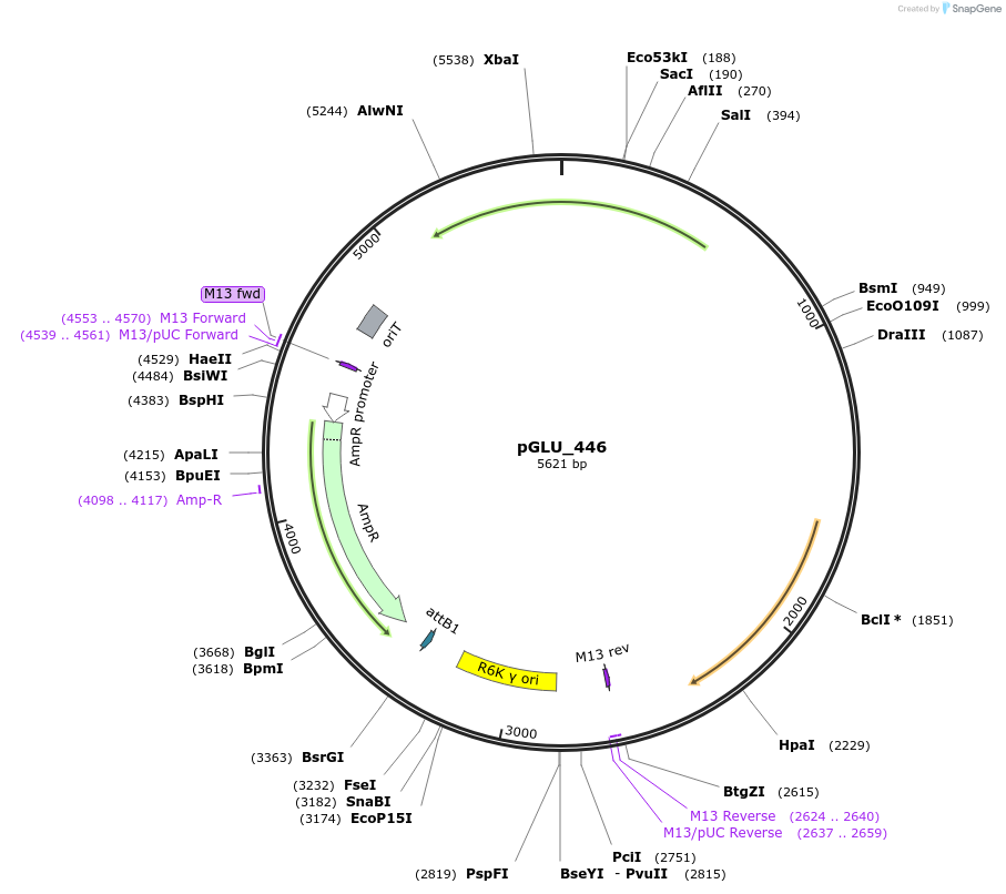 250501-plasmid-map-sequence-id-503666