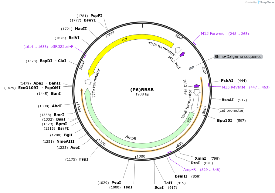 251393-plasmid-map-sequence-id-503674