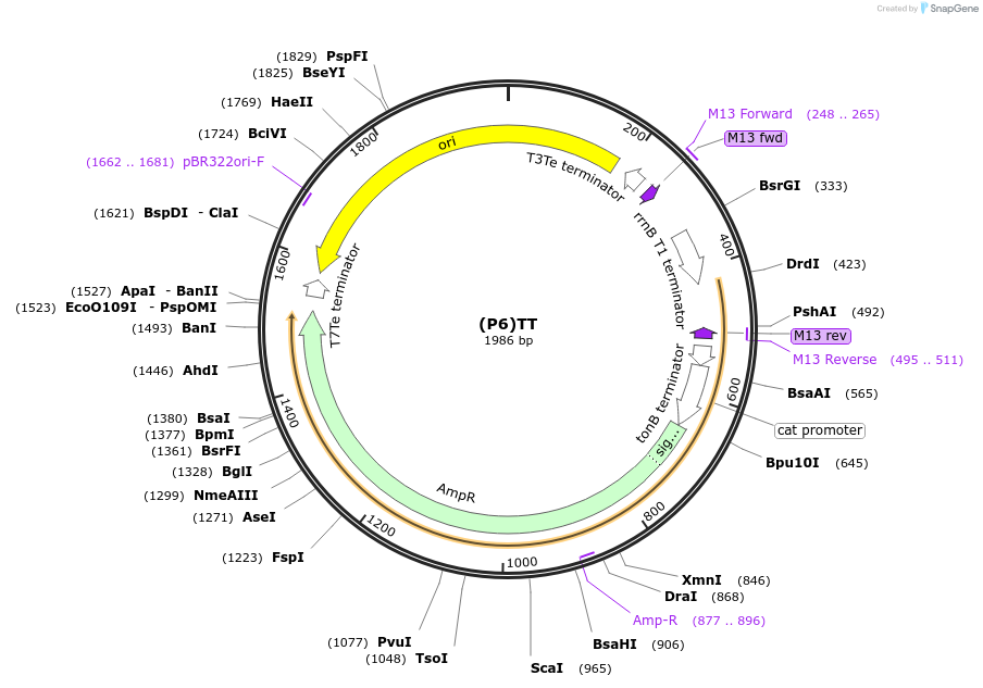 251394-plasmid-map-sequence-id-503675