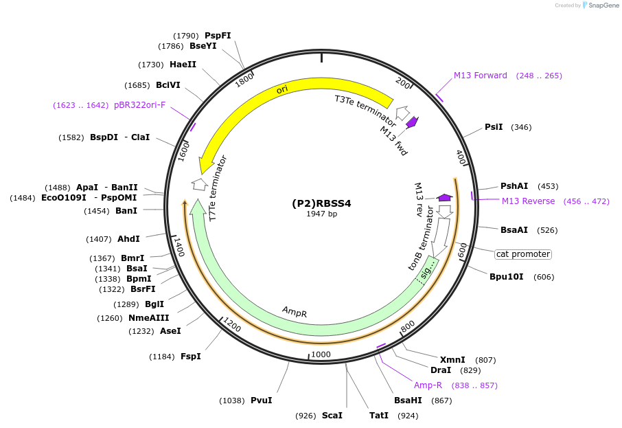 251369-plasmid-map-sequence-id-503676