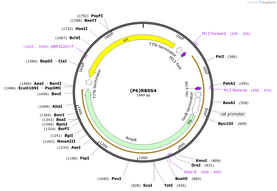 251389-plasmid-map-sequence-id-503678