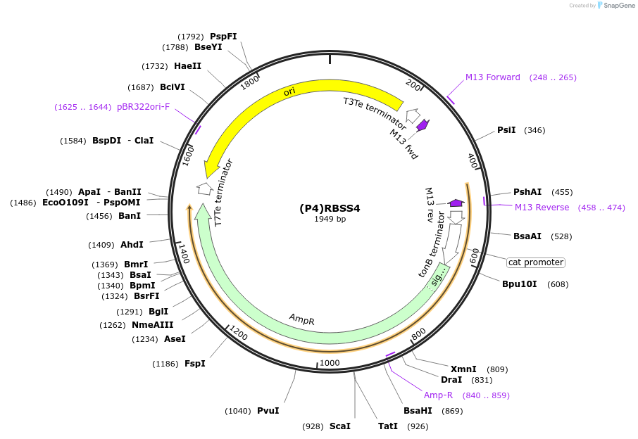 251379-plasmid-map-sequence-id-503681