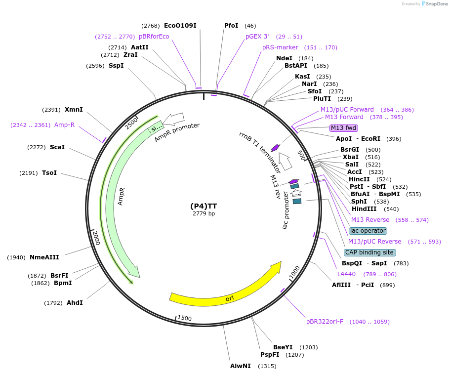 253857-plasmid-map-sequence-id-503687