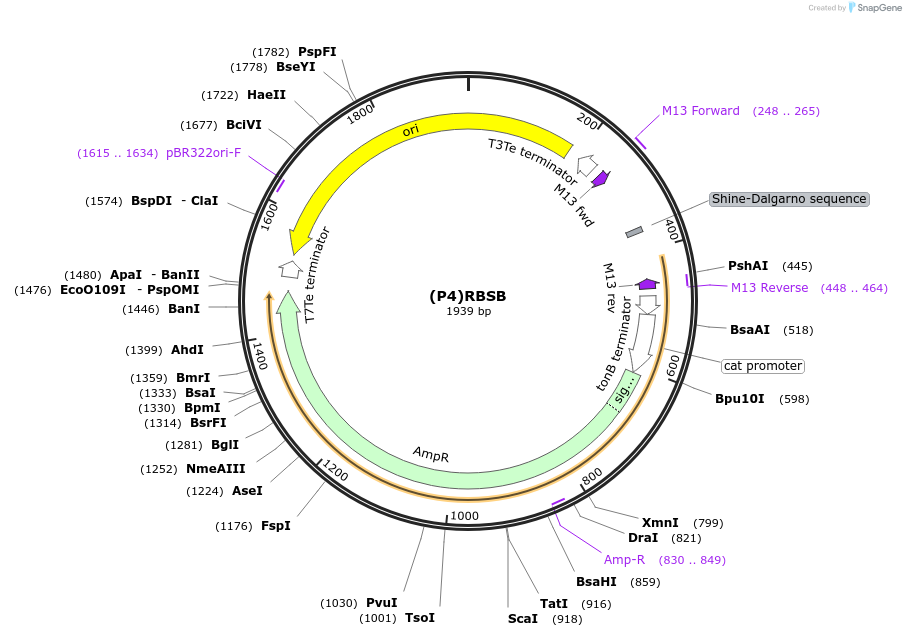251383-plasmid-map-sequence-id-503702