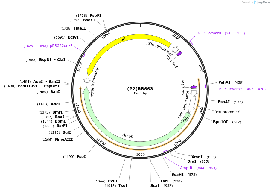 251368-plasmid-map-sequence-id-503703