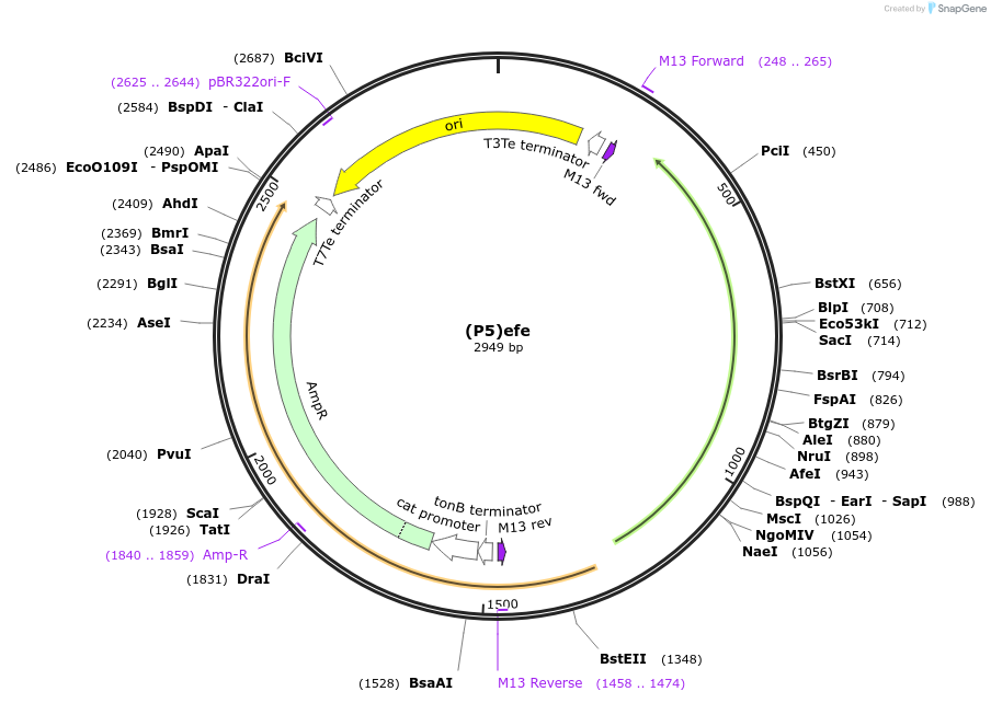 251384-plasmid-map-sequence-id-503704