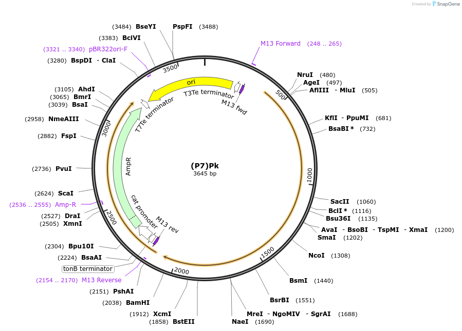 251395-plasmid-map-sequence-id-503705