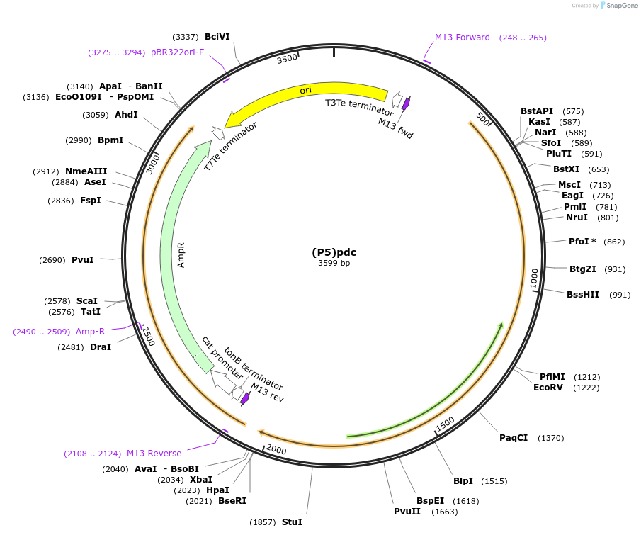 251385-plasmid-map-sequence-id-503707
