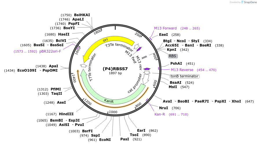 251382-plasmid-map-sequence-id-503712