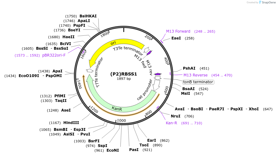 251366-plasmid-map-sequence-id-503714